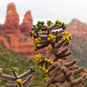 Местная растительность